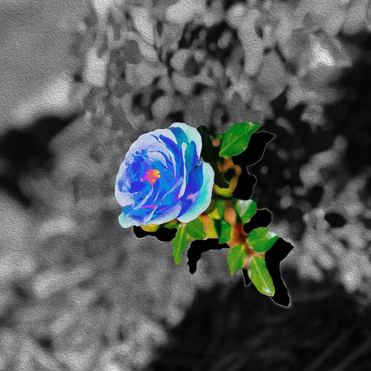 Blue Rose - Single