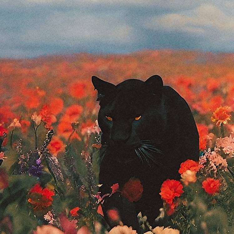 PNKGRDN - Single