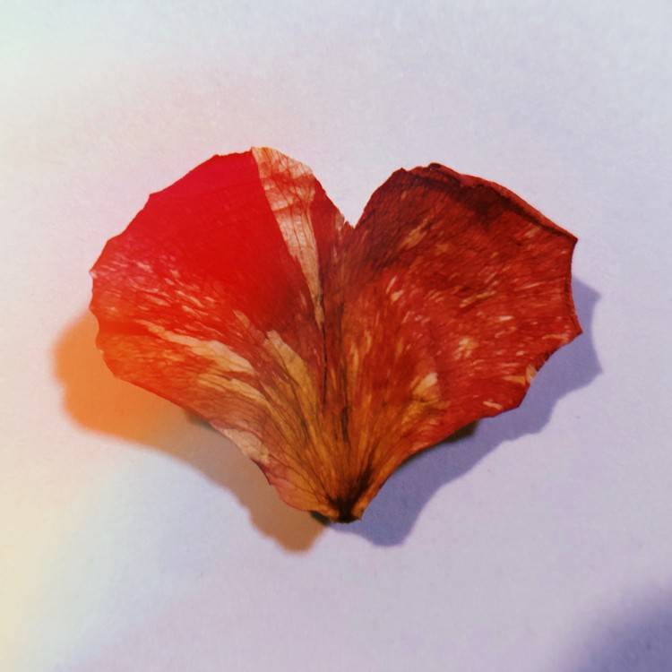 Wild Heart - Single