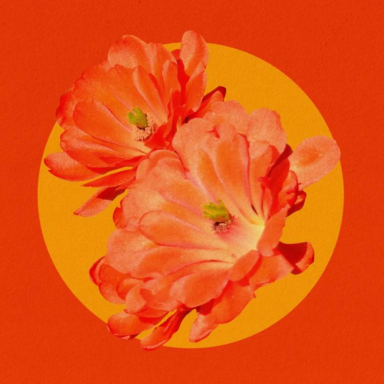 Desert Flower (Remix)