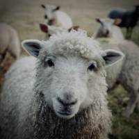 Lost Sheep - Single
